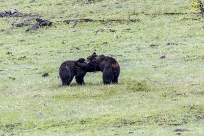 Grizzly Bears Fairy Falls Parking Lot 2025